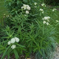Ice Ballet Swamp Milkweed 13 Ice Ballet Swamp Milkweed -High Country Gardens Sales ice ballet 4