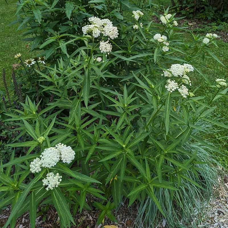 Ice Ballet Swamp Milkweed 8 Ice Ballet Swamp Milkweed - Image 6