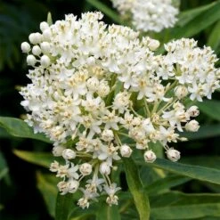 Ice Ballet Swamp Milkweed 12 Ice Ballet Swamp Milkweed -High Country Gardens Sales ice ballet milkweed asclepias in