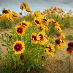 Dry Area Wildflower Seed Mix 11 Dry Area Wildflower Seed Mix -High Country Gardens Sales indian blanket flower