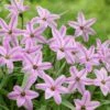 Charlotte Bishop Spring Starflower -High Country Gardens Sales ipheioncharlottebishop