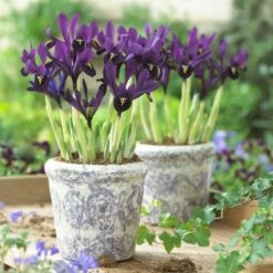 George Specie Iris (Mini Iris) -High Country Gardens Sales iris histroides george in containers