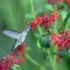 Jacob Cline Bee Balm -High Country Gardens Sales jacob kline monardaand annas hummingbird pam koch az 3