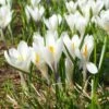 Joan Of Arc Dutch Crocus -High Country Gardens Sales joan of arc crocus white 1103171546 cropped