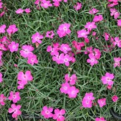 Kahori Pink® Dianthus 7 Kahori Pink® Dianthus -High Country Gardens Sales kahori pink dianthus garden