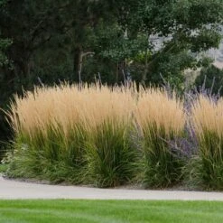 Karl Foerster Feather Reed Grass -High Country Gardens Sales karl feorster feather reed grass 1