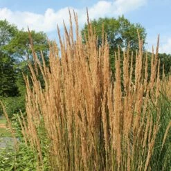 Karl Foerster Feather Reed Grass -High Country Gardens Sales karl feorster feather reed grass 2