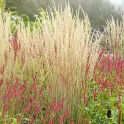 Karl Foerster Feather Reed Grass -High Country Gardens Sales karl feorster feather reed grass 3