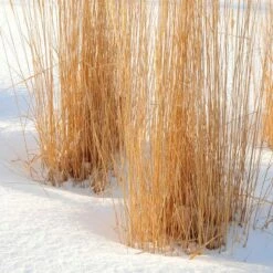 Karl Foerster Feather Reed Grass -High Country Gardens Sales karl foerster feather reed grass winter