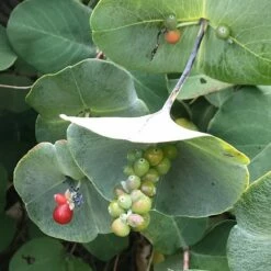 Kintzley's Ghost® Honeysuckle Vine 8 Kintzley's Ghost® Honeysuckle Vine -High Country Gardens Sales kintzkeys ghost honeysucke 2