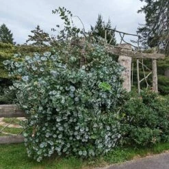 Kintzley's Ghost® Honeysuckle Vine 9 Kintzley's Ghost® Honeysuckle Vine -High Country Gardens Sales kintzkeys ghost honeysucke 3