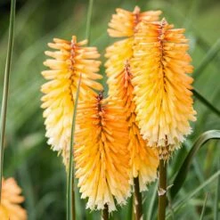 Dwarf Red Hot Poker 13 Dwarf Red Hot Poker -High Country Gardens Sales kniphofia triangularis dwarf red hot poker