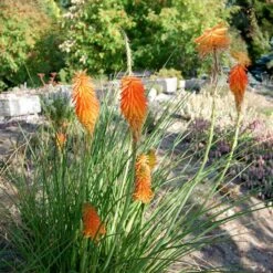 Dwarf Red Hot Poker 12 Dwarf Red Hot Poker -High Country Gardens Sales kniphofia trangularis mike daavy