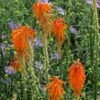 Dwarf Red Hot Poker -High Country Gardens Sales kniphofia triangularis biennial aster