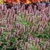 Kudosâ„¢ Silver Blue Agastache 2 Kudosâ„¢ Silver Blue Agastache -High Country Gardens Sales kudos silver blue agastache 1