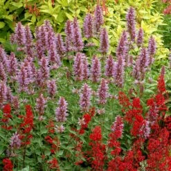Kudos™ Silver Blue Agastache -High Country Gardens Sales kudos silver blue agastache 2