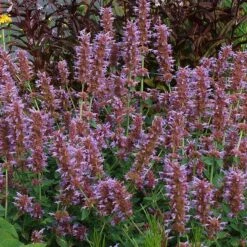 Kudos™ Silver Blue Agastache -High Country Gardens Sales kudos silver blue agastache 3