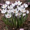 Lady Killer Snow Crocus 2 Lady Killer Snow Crocus -High Country Gardens Sales lady killer snow crocus