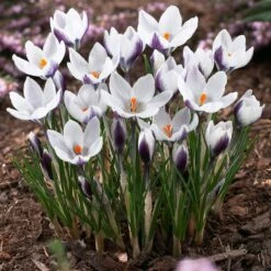 Lady Killer Snow Crocus