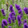 FlowerKisser® After Midnight English Lavender -High Country Gardens Sales lavander angustifolia after midnight 2 cc cropped 2