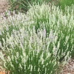 FlowerKisser® Delft Blue & White English Lavender -High Country Gardens Sales lavandula angustifolia flowerkisser delft blue and white flowers
