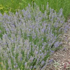 FlowerKisser® Delft Blue & White English Lavender -High Country Gardens Sales lavandula angustifolia flowerkisser delft blue and white whole plant garden