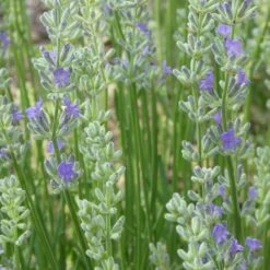 FlowerKisser® Delft Blue & White English Lavender -High Country Gardens Sales lavandula angustifolia flowerkisser delft blue flower
