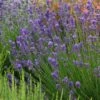 Munstead Violet English Lavender 1 Munstead Violet English Lavender -High Country Gardens Sales lavandula angustifolia munstead violet 1 1