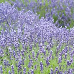 August Afternoons Pre-Planned Garden -High Country Gardens Sales lavandula angustifolia royal velvet lavender field 1
