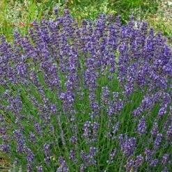 Vera English Lavender -High Country Gardens Sales lavandula angustifolia vera cc 1