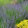 Vera English Lavender -High Country Gardens Sales lavandula angustifolia vera eriogonum umbellatum proliferum cropped cc 1