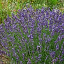 Three Tier Lavender Collection -High Country Gardens Sales lavandula angustifolia vera garden flowers