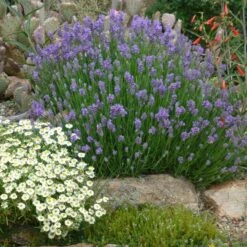 Wee One Dwarf English Lavender -High Country Gardens Sales lavandula angustifolia wee one with melampodium leucanthum 1