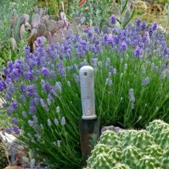 Wee One Dwarf English Lavender -High Country Gardens Sales lavandula angustifolia wee one with trowel for size cc 1