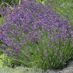 Buena Vista English Lavender -High Country Gardens Sales lavandula buena vista lavender garden 2