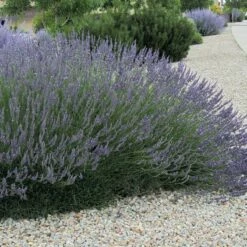 Three Tier Lavender Collection -High Country Gardens Sales lavandula grosso flowers garden