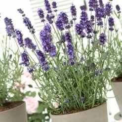 Hidcote Blue English Lavender -High Country Gardens Sales lavandula hidcote lavender pot 1