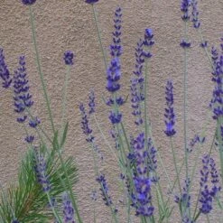 Gros Bleu French Lavender 7 Gros Bleu French Lavender -High Country Gardens Sales lavandula inter gros bleu close up 1