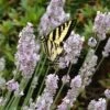Miss Katherine English Lavender -High Country Gardens Sales lavandula miss katherine lavender swallowtail butterly linda bosshart 1 1