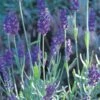 Mitcham Gray English Lavender 1 Mitcham Gray English Lavender -High Country Gardens Sales lavandula mitcham gray 63116 9 2