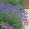 Three Tier Lavender Collection -High Country Gardens Sales lavandula pastors pride lavender 1 2 1