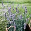 Sensational!™ Lavender 2 Sensational!™ Lavender -High Country Gardens Sales lavandula sensational lavender