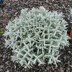 Sensational!™ Lavender -High Country Gardens Sales lavandula sensational 1