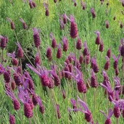 Purple Ribbon Spanish Lavender 6 Purple Ribbon Spanish Lavender -High Country Gardens Sales lavandula stoechas pink ribbon spanish lavender