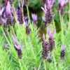 Purple Ribbon Spanish Lavender 1 Purple Ribbon Spanish Lavender -High Country Gardens Sales lavandula stoechas purple ribbon spanish lavendr
