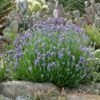 Wee One Dwarf English Lavender -High Country Gardens Sales lavandula wee one opuntia echinocereus cropped 2