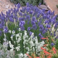 Thumbelina Leigh Dwarf English Lavender -High Country Gardens Sales lavandula angustifolia 63119 1 web 2