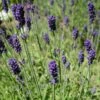 Hidcote Blue English Lavender -High Country Gardens Sales lavandula angustifolia hidcote blue lavender enlgish blue cropped