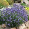 Thumbelina Leigh Dwarf English Lavender -High Country Gardens Sales lavandula angustifolia thumbelina leigh web 1