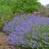 Blue Cushion English Lavender